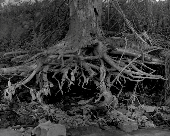 Roots growing on rocks, by Bob Marvin