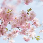Yoshiko Mori Photography blossoms prospect park