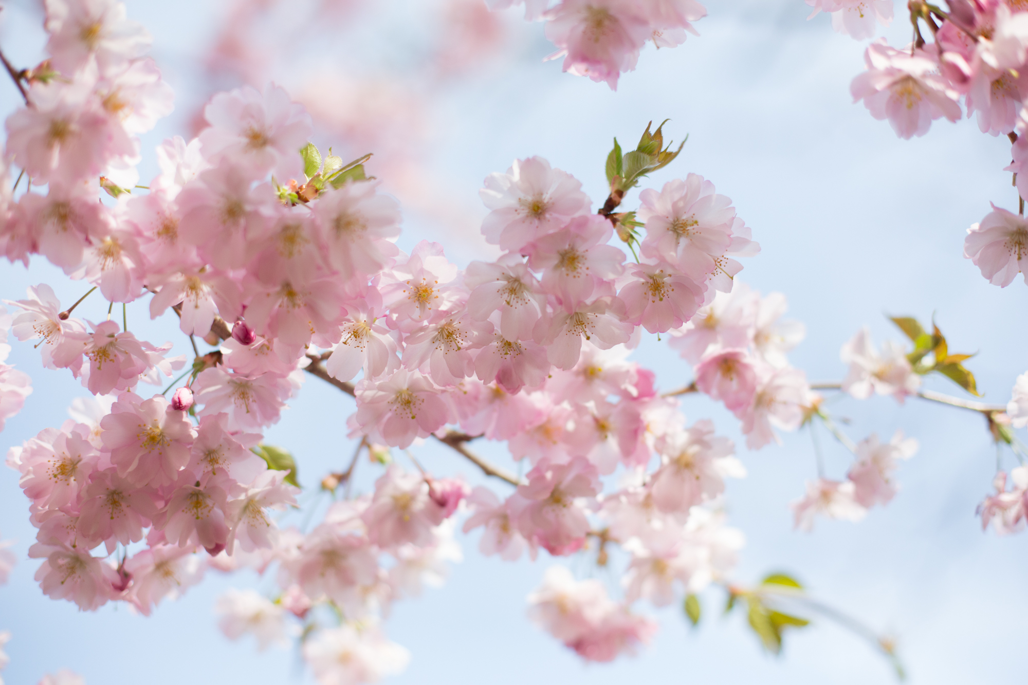 Yoshiko Mori Photography blossoms prospect park